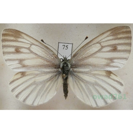 Pieris bryoniae (Hübner, 1806) female Bielinek bryonie Slovakia75